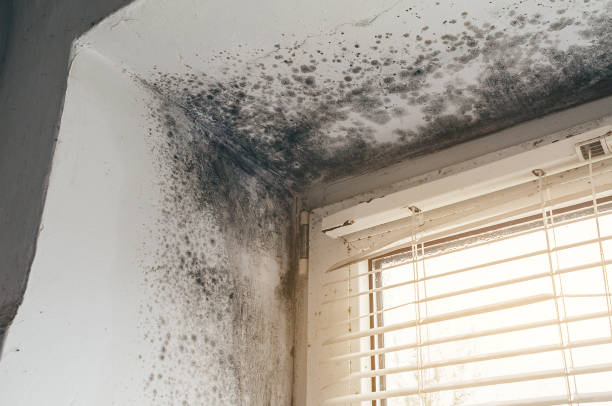 Affordable Bathroom Mold Removal solutions in Knoxville, IL
