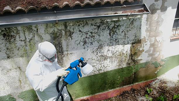 Top rated local Bathroom Mold Removal specialists in Knoxville, IL
